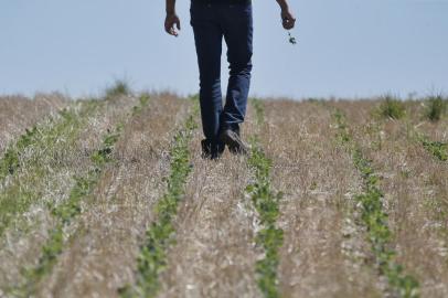 **FOTOS PARA REPORTAGEM ESPECIAL** SOLEDADE, RS, BRASIL - 2022.01.11 - Estiagem no Rio Grande do Sul. Lavouras de Soja e Milho não se desenvolvem em virtude da falta de chuva no interior de Soledade.. (Foto: Lauro Alves/Agencia RBS)<!-- NICAID(14987202) -->