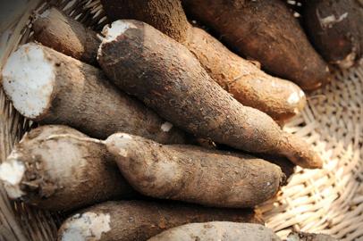 Close up of fresh cassava.<!-- NICAID(15053450) -->