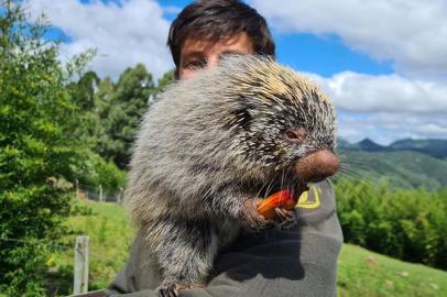 Gramadozoo recebe doação de uma tonelada de pinhões apreendidos pelo 3º Batalhão Ambiental de Canela.<!-- NICAID(15060394) -->