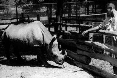 Rinoceronte CacarecoBrasil, São Paulo, SP. 14/02/1958. O rinoceronte Cacareco é visto no zoológico de São Paulo, zona sul da capital paulista, na década de 50. Como forma de protesto, Cacareco foi transformado em candidato à vereador durante votação em 1958 e acabou eleito para uma das 45 cadeiras da Câmara Municipal de São Paulo com mais de 100 mil votos. Cacareco foi um dos mais famosos casos de voto nulo ou de protesto em massa da história da política brasileira, uma vez que se tornou o candidato mais votado do pleito. - Crédito:ARQUIVO/ESTADÃO CONTEÚDO/AE/Codigo imagem:53554Editoria: VARLocal: SÃO PAULOIndexador: ARQUIVOFonte: AGE-ESTADÃO CONTEÚDO<!-- NICAID(15075676) -->