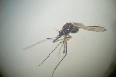 Caxias do Sul vive em alerta devido circulação do vírus da dengue na cidade. Até esta sexta-feira (6), havia o registro de 15 pessoas infectadas com a doença. Destes casos, cinco  foram contraídos no município, os chamado autóctones e 10 são importados, que é quando a pessoa contraiu a doença em outra cidade. Também há 49 suspeitas aguardando confirmação. Os dados mais recentes são de 29 de abril.<!-- NICAID(15088906) -->