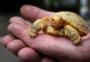 Tartaruga gigante de Galápagos nasce albina em zoológico na Suíça