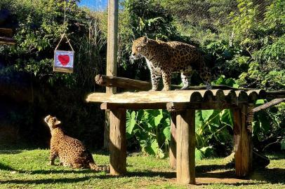 A sempre romântica Gramado não apenas encantou os casais de namorados na data festiva que foi comemorada neste domingo (12). Os animais do GramadoZoo também receberam mimos da equipe técnica, que não deixou a celebração passar em branco, realizando atividades temáticas com os bichos que vivem no parque, como onças, pumas e bugios.Caixas de papelão enfeitadas com corações e com petiscos de carne foram penduradas nos recintos dos casais de felinos, fazendo com que eles se exercitassem para garantir o prêmio. ¿ O objetivo é fazer com que eles não fiquem parados. Quanto mais interagem com as embalagens, melhor é o resultado. Depois que conseguem pegar as caixas, podem saborear os pedaços de carne que colocamos dentro. Além de aquecer, a atividade evita o estresse dos animais ¿ explica a bióloga Tathiana Gosaric de Barros.Entre as onças-pintadas, quem dominou a brincadeira e mais interagiu com a atividades foi a fêmea, mostrando domínio de território. No recinto dos pumas, foi o macho quem mostrou mais disposição para saltar e agarrar as caixas. Os bugios foram também foram recompensados com um cardápio diferente. Eles saborearam polenta com salada verde e bergamota.¿ No inverno, a dieta é mais calórica para que os animais fiquem protegidos das baixas temperaturas ¿ destaca Tathiana.<!-- NICAID(15121974) -->