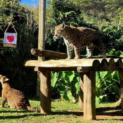 A sempre romântica Gramado não apenas encantou os casais de namorados na data festiva que foi comemorada neste domingo (12). Os animais do GramadoZoo também receberam mimos da equipe técnica, que não deixou a celebração passar em branco, realizando atividades temáticas com os bichos que vivem no parque, como onças, pumas e bugios.Caixas de papelão enfeitadas com corações e com petiscos de carne foram penduradas nos recintos dos casais de felinos, fazendo com que eles se exercitassem para garantir o prêmio. ¿ O objetivo é fazer com que eles não fiquem parados. Quanto mais interagem com as embalagens, melhor é o resultado. Depois que conseguem pegar as caixas, podem saborear os pedaços de carne que colocamos dentro. Além de aquecer, a atividade evita o estresse dos animais ¿ explica a bióloga Tathiana Gosaric de Barros.Entre as onças-pintadas, quem dominou a brincadeira e mais interagiu com a atividades foi a fêmea, mostrando domínio de território. No recinto dos pumas, foi o macho quem mostrou mais disposição para saltar e agarrar as caixas. Os bugios foram também foram recompensados com um cardápio diferente. Eles saborearam polenta com salada verde e bergamota.¿ No inverno, a dieta é mais calórica para que os animais fiquem protegidos das baixas temperaturas ¿ destaca Tathiana.<!-- NICAID(15121974) -->