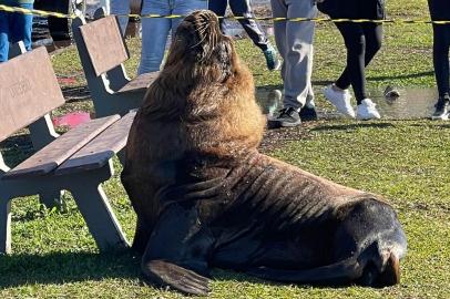 Leão-marinho aparece e se exibe para turistas em Torres, no Litoral Norte<!-- NICAID(15122694) -->