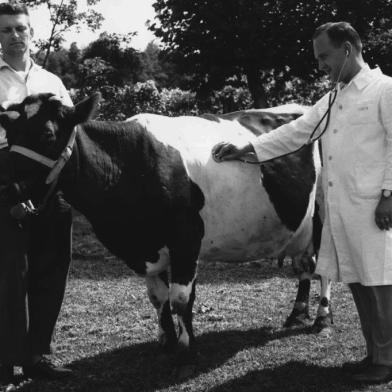 Trajetória do produtor rural Renato Guisso, destacada na exposição José Zugno - Um Semeador de Ideias a Serviço da Vida Agrícola, na Câmara de Vereadores de Caxias do Sul. Na foto, Renato Guisso e o veterinário Antonio Dermeval Paim Caon (auscultando o bovino)na propriedade da família do produtor rural Renato Guisso.<!-- NICAID(15122798) -->