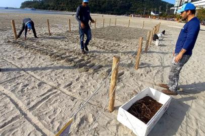 Balneário Camboriú, em Santa Catarina, realiza o plantio de restinga na Barra Sul, praia central da cidade<!-- NICAID(15126436) -->