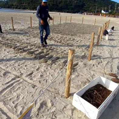 Balneário Camboriú, em Santa Catarina, realiza o plantio de restinga na Barra Sul, praia central da cidade<!-- NICAID(15126436) -->