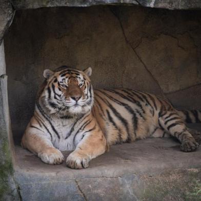 Júpiter, um tigre de 14 anos que vivia no zoológico Columbus Zoo and Aquarium em Ohio, nos Estados Unidos, morreu no domingo (26) em decorrência das complicações ocasionadas pela covid-19<!-- NICAID(15136675) -->