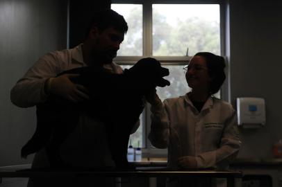 CAXIAS DO SUL, RS, BRASIL, 08/07/2022. A Universidade de Caxias do Sul (UCS) inaugurou nesta sexta (8) o Instituto Hospitalar Veterinário da UCS. O espaço oferece atendimento de animais domésticos, salas de internação, unidades de terapia intensiva e bloco cirúrgico. Na parte externa, um grafite estampa a fachada principal, com integração tecnológica. Uma aplicação de realidade aumentada, por meio de filtro no Instagram, foi desenvolvida para que os visitantes do espaço possam interagir com animações dos bichos estampados na fachada a partir dos smartphones. (Bruno Todeschini/Agência RBS)<!-- NICAID(15144135) -->