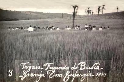 O primeiro trigal no Planalto Médio, em 1948, plantado por Mario Goelzer.<!-- NICAID(15147011) -->