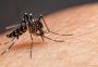 Com 987 mortes por dengue em 2022, Brasil bate recorde em letalidade anual