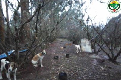 Homem é investigado por suspeita de maus-tratos a 16 cães em Monte Alegre dos Campos<!-- NICAID(15149244) -->