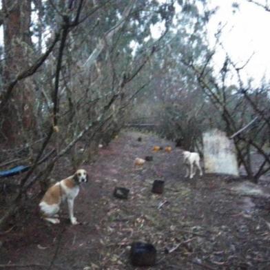 Homem é investigado por suspeita de maus-tratos a 16 cães em Monte Alegre dos Campos<!-- NICAID(15149244) -->