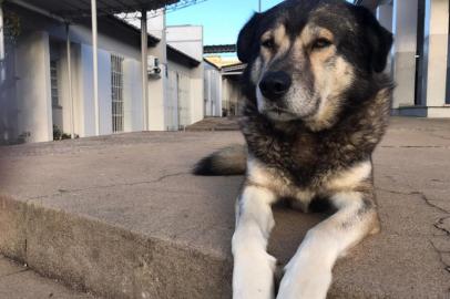 Mascote da Escola Maranhão, em São Marcos<!-- NICAID(15150488) -->