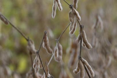 06/04/2021- Colheita da soja em 2021 no Rio Grande do Sul deverá ser recorde. Produtores devem colher mais de 20 milhões de toneladas pela primeira vez na história, com preço da saca acima de R$ 160, também em patamar inédito. Foto: Lauro Alves  / Agencia RBS<!-- NICAID(14751462) -->