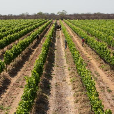 vale do são francisco , vinho , porta-copos , destemperados<!-- NICAID(15160076) -->