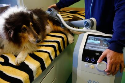 Porto Alegre, RS, Brasil, 19/07/2022 - Novidades no tratamento veterinário de animais de estimação, os pets. Na clínica veterinária Vitalvet são aplicadas técnicas de reabilitação com esteiras e um equipamento de indução eletromagnética, o SIS, que também foi utilizado no jogador Neymar Jr. - Foto: Jonathan Heckler/Agência RBS<!-- NICAID(15153047) -->