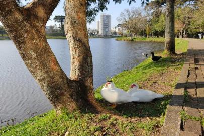 Morte de cinco patos em Lagoa do Desvio Rizzo preocupa moradores em Caxias<!-- NICAID(15165573) -->
