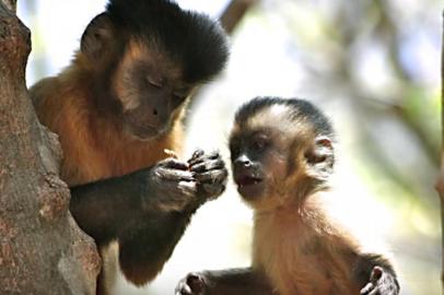 Uma comunidade de macacos-prego no Piauí faz uso de ferramentas para quebrar castanhas e sementes há pelo menos 3 mil anos e adaptou sua técnica a diferentes alimentos ao longo do tempo. A descoberta ajuda a entender como uma inteligência similar à de ancestrais dos humanos evoluiu de maneira independente no Brasil pré-histórico.<!-- NICAID(14137164) -->