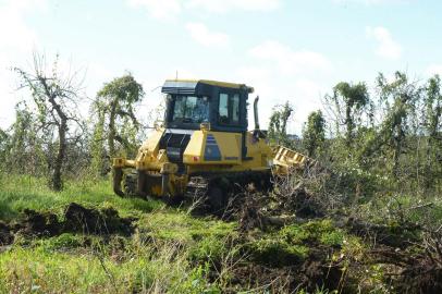 Pomares de maçã são retirados em área que receberá o novo aeroporto da Serra, em Caxias do Sul<!-- NICAID(15185716) -->