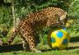 VÍDEO: em ritmo de Copa do Mundo, onças do Gramadozoo se divertem com bola gigante