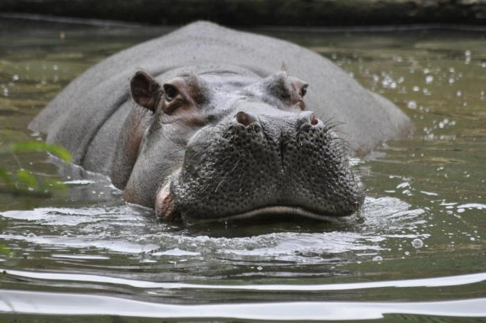 Bioparque Zoo Pomerode / Divulgação