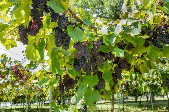 Fernando Mello / Associação Vinhos da Campanha