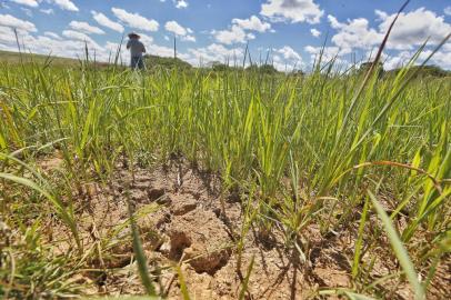 **FOTOS PARA REPORTAGEM ESPECIAL** SOLEDADE, RS, BRASIL - 2022.01.11 - Estiagem no Rio Grande do Sul. Lavouras de Soja e Milho não se desenvolvem em virtude da falta de chuva no interior de Soledade.. (Foto: Lauro Alves/Agencia RBS)<!-- NICAID(14987225) -->