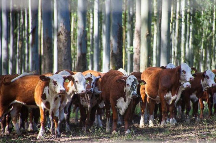 Fazenda Itapevi / Divulgação