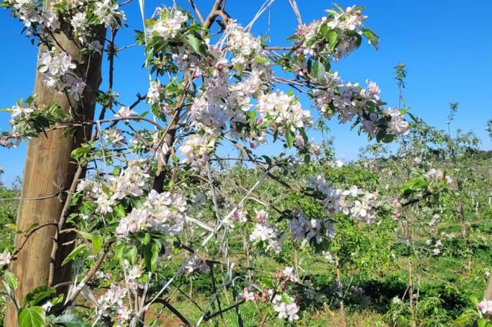 Agrotécnica Rural de Vacaria / Divulgação