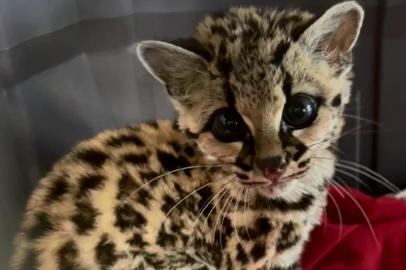 Um filhote de gato-maracajá (Leopardus wiedii), resgatado em São Marcos, foi acolhido pelo Zoológico da Universidade de Caxias do Sul (UCS). O animal, um macho, foi resgatado na semana passada em uma propriedade rural extremamente desidratado, prostrado e com endo e ectoparasitas. O felino selvagem passou por tratamento intensivo e já está fora de risco.<!-- NICAID(15268278) -->