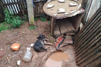 Após se mudar e abandonar cachorro de estimação, mulher fica 14 horas presa por maus tratos no Vale do Rio Pardo<!-- NICAID(15273973) -->