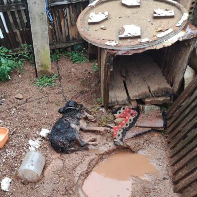 Após se mudar e abandonar cachorro de estimação, mulher fica 14 horas presa por maus tratos no Vale do Rio Pardo<!-- NICAID(15273973) -->