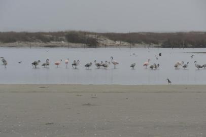 *A PEDIDO DE HUMBERTO TREZZI* XV Festival Brasileiro das Aves Migratórias em Tavares - Foto: Parque Nacional da Lagoa do Peixe/Divulgação<!-- NICAID(15277996) -->