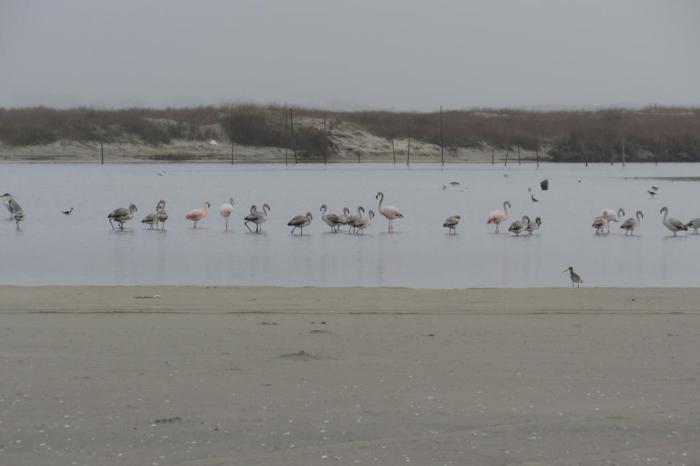 Parque Nacional da Lagoa do Peixe / Divulgação