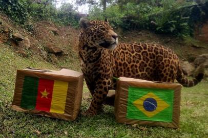 Onça do GramadoZoo aposta em empate no jogo entre Brasil e Camarões<!-- NICAID(15282149) -->