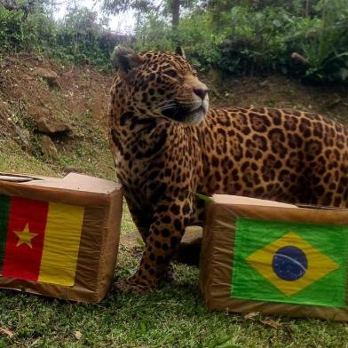 Onça do GramadoZoo aposta em empate no jogo entre Brasil e Camarões<!-- NICAID(15282149) -->