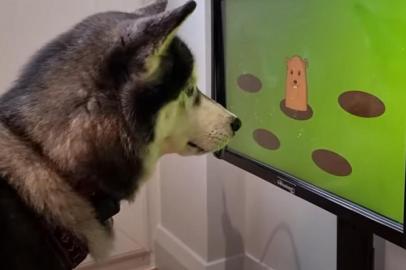 A startup britânica Joipaw está testando um videogame para cachorro. Segundo a empresa, a tecnologia trará benefícios cognitivos para os cães, além de diminuir a ansiedade e o estresse deles.<!-- NICAID(15282414) -->