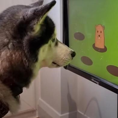 A startup britânica Joipaw está testando um videogame para cachorro. Segundo a empresa, a tecnologia trará benefícios cognitivos para os cães, além de diminuir a ansiedade e o estresse deles.<!-- NICAID(15282414) -->