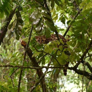 Gato-maracajá tratado pela UCS é reintroduzido na natureza<!-- NICAID(15283037) -->