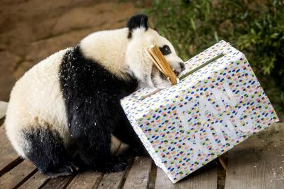 (FILES) In this file photo taken on May 1, 2022 Giant panda Fan Xing celebrates its second birthday at the Ouwehands Zoo, in Rhenen. - A giant panda surprised everyone at a Dutch zoo by turning out to be a female and not a male, as was established when the young male was sexed in 2020. (Photo by Koen van Weel / ANP / AFP) / Netherlands OUTEditoria: LIFLocal: RhenenIndexador: KOEN VAN WEELSecao: leisure (general)Fonte: ANPFotógrafo: STR<!-- NICAID(15303628) -->