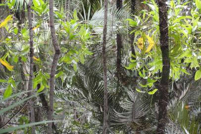 Detalhes da floresta amazônica, em santarém<!-- NICAID(8176026) -->