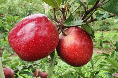 Cultivar de Purple Gala, maçã com casca 100% vermelha que está sendo desenvolvida no RS.<!-- NICAID(15314159) -->