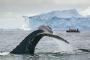 Caderno Viagem -  Antártica. Foto: David Merron / Quark Expeditions / Divulgação<!-- NICAID(15314175) -->