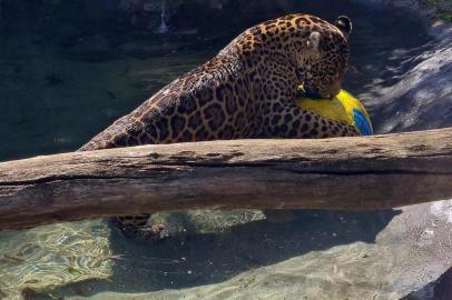 Onças do Gramadozoo fazem natação para refrescar<!-- NICAID(15315807) -->