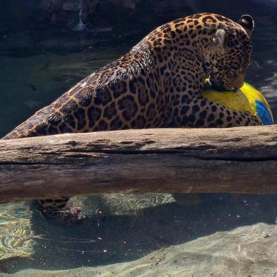 Onças do Gramadozoo fazem natação para refrescar<!-- NICAID(15315807) -->