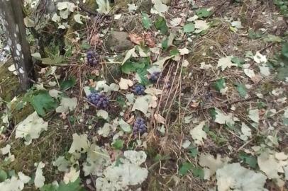 Chuva com granizo causou estragos em plantações na Capela de Todos os Santos, em Farroupilha<!-- NICAID(15317932) -->