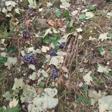 Chuva com granizo causou estragos em plantações na Capela de Todos os Santos, em Farroupilha<!-- NICAID(15317932) -->