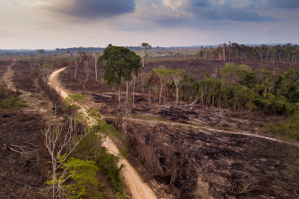 Em 2022, Amazônia Teve Maior Desmatamento Em 15 Anos, Diz Imazon | GZH